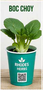 Bok Choy Starts