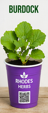 Burdock