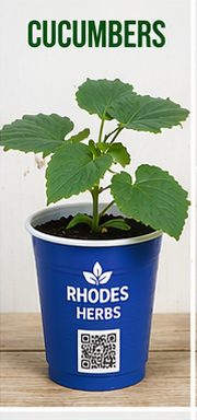 Cucumber Starts